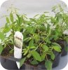Euphorbia biała 6 sztuk